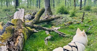 Forêt domaniale de Châteauroux