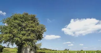 0941444001556023022