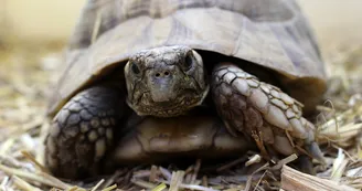 bébé tortue bébé tortue