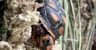bébé tortue bébé tortue