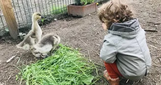 Les Minis Pattes