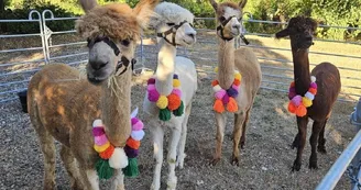 Alpagas en couleurs