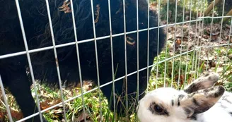 animaux animaux