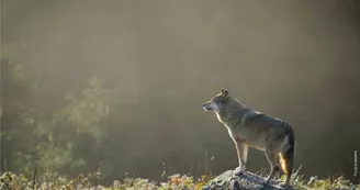 Loups-Chabrieres-OT-Gueret Loups-Chabrieres-OT-Gueret