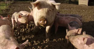 Cochons