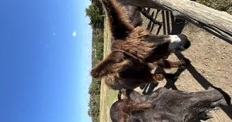Baudets du Poitou