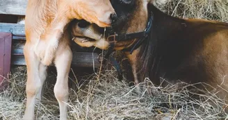 Vache et veau