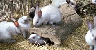 Forêt des lapins - lapins sablé Forêt des lapins - lapins sablé