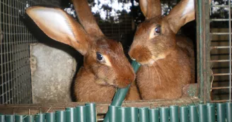 Forêt des Lapins - Lapins Forêt des Lapins - Lapins