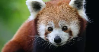 Ailurus fulgens fulgens (17) Ailurus fulgens fulgens (17)
