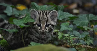 Reserve_Zoologique_de_Calviac Reserve_Zoologique_de_Calviac