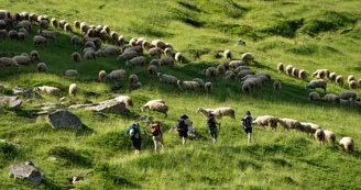 Troupeau de brebis en estive autour du refuge et lac d'Arlet