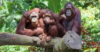 Zoo La Teste - orang outan