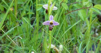 orchidées sauvages vic-bilh 2