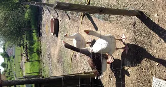 Ferme de Brossard - Ferme Pédagogique_enclosOies_14 Ferme de Brossard - Ferme Pédagogique_enclosOies_14