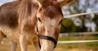 Âne trotro de la ferme du petit âge Âne trotro de la ferme du petit âge