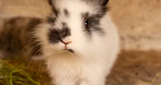 Lapin nain la ferme du petit âge Lapin nain la ferme du petit âge