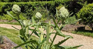 jardin1 jardin1