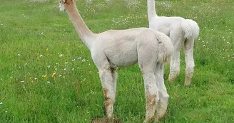 Alpagas-Mon-Pérou-Montpon-blancs Alpagas-Mon-Pérou-Montpon-blancs