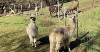 alpagas alpagas