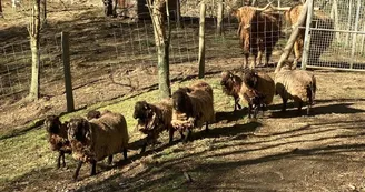 Moutons et vaches Moutons et vaches