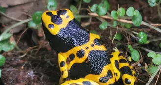 Exotic Park - Lescar - grenouille