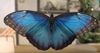 Exotic Park - Lescar - papillon 2
