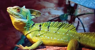 Exotic Park - Lescar - lezard