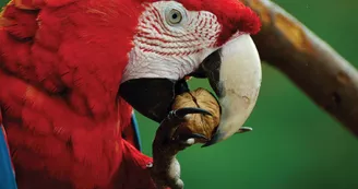 Exotic Park - Lescar - perroquet
