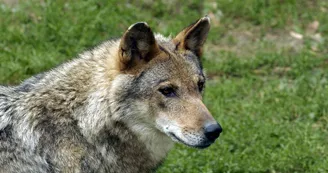 Le loup, Zoodyssée, parc animalier à Villiers-en-Bois Le loup, Zoodyssée, parc animalier à Villiers-en-Bois