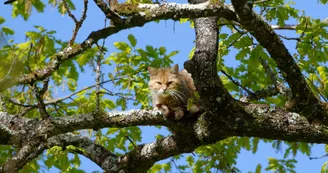 Zoodyssée - Chat sauvage Zoodyssée - Chat sauvage