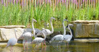 Flamants roses, Zoodyssée, parc animalier à Villiers-en-Bois Flamants roses, Zoodyssée, parc animalier à Villiers-en-Bois