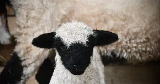 Thalès, bébé Nez noirs du Valais