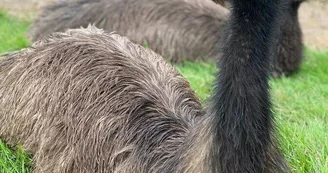 Zoo de Mescoules (5)