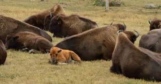 bébé bison (Moyen) bébé bison (Moyen)