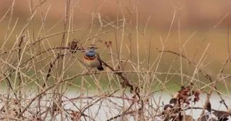 La belle gorgebleue à miroir se rencontre sur les domaines de Certes comme de Graveyron