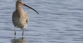Les marées font circuler les limicoles comme ce courlis cendré, entre le bassin et le domaine