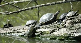lac des carolins - Lescar - tortue Cistude