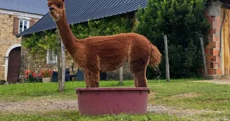Ferme Pakucha - Alpaga