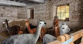 Ferme Pakucha - Alpagas étable