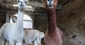 Ferme Pakucha - Alpagas