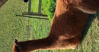 Ferme Pakucha - Alpagas2