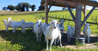 Ferme Pakucha - Chèvres