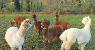 Ferme Pakucha - Petits Alpagas