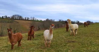 Ferme Pakucha - Petits Alpagas1