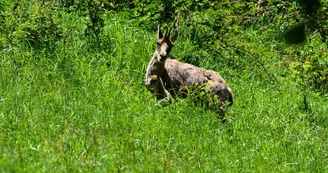 Association Parc'Ours