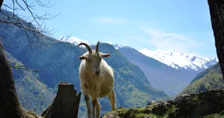 Association Parc'Ours
