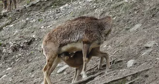 Parc-Ours-mouflonne-BORCE