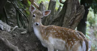 Association Parc'Ours