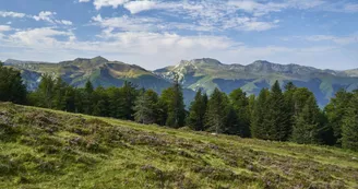 Forêt et bruyère à Issarbe en vallée de Barétous